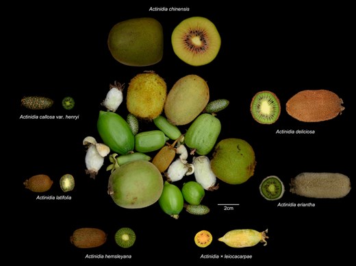 Horticulture Research (@hortres) on Twitter photo Kiwifruit super pan-genome reveals SVs linked to traits like fruit size & disease resistance, guiding hybrid breeding! #KiwifruitGenomics #PanGenome #PlantBreeding <a href="/OxfordJournals/">Oxford Journals</a>
Details: doi.org/10.1093/hr/uha… Kiwifruit super pan-genome reveals SVs linked to traits like fruit size & disease resistance, guiding hybrid breeding! #KiwifruitGenomics #PanGenome #PlantBreeding <a href="/OxfordJournals/">Oxford Journals</a>
Details: doi.org/10.1093/hr/uha…