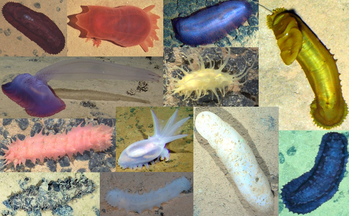 Want to join our deep-sea ecology team at
<a href="/ICMCSIC/">ICM-CSIC</a> ?  We seek a PhD student to study macroecology and effects of climate  change in abyssal seascapes. With focus on sea cucumber communities.  Please disseminate, and if interested please contact us: icm.csic.es/en/calls/phd-s…