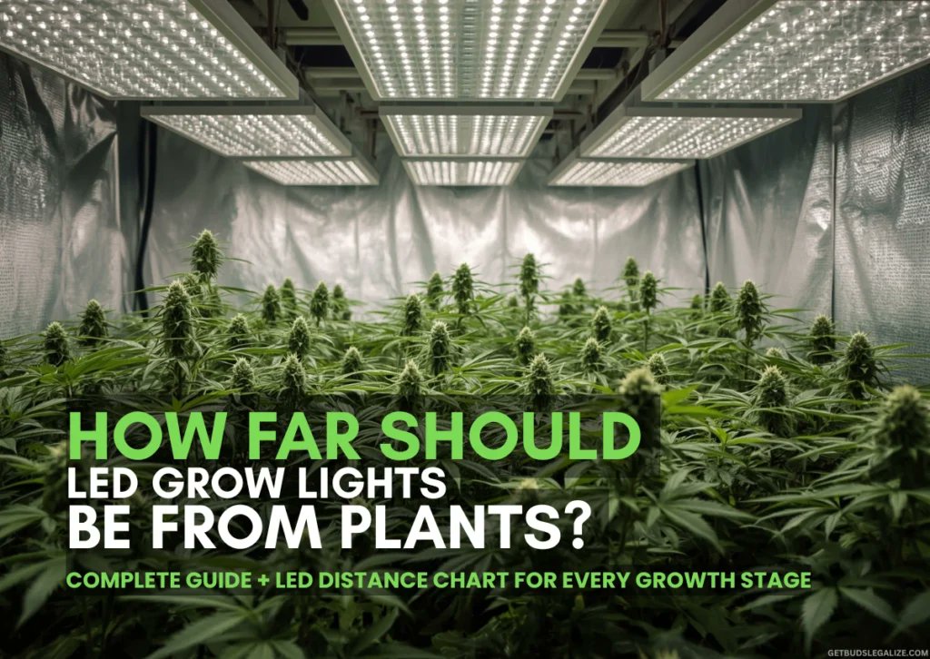 getbudslegaliz's tweet photo. Grow lights too close = 🔥 burn.
Too far = 🌱 weak, leggy plants.
So... how far should they really be?
📏 LED grow light distance guide for all stages:
Seedlings, veg, bloom & more. 🌿
👉 Read now: https://t.co/QGNEef8njt
#GrowTips #CannabisCommunity #IndoorGrowing #LEDGrowLights https://t.co/TtFggGDB7c