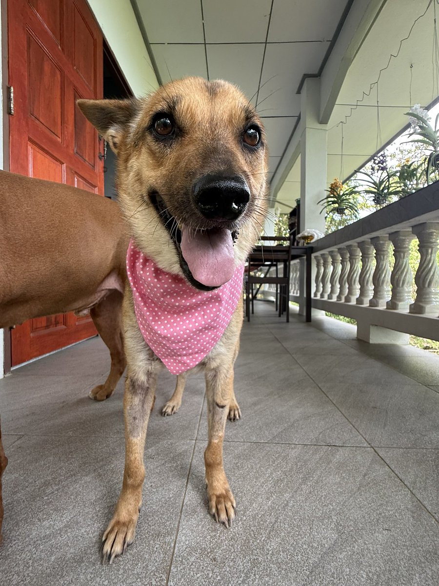 NiallHarbison's tweet photo. Hard to believe it is the same dog. The eyes tell you everything. 

I called her Chance as I hoped she would get a 2nd chance in life. She certainly has 🥰🙏 (7/7) https://t.co/IQT3ejVU0S