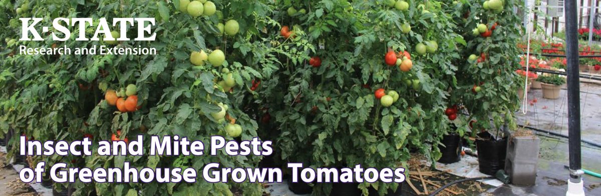K-State Department of Entomology (@kstateentom) on Twitter photo New publication! Growing Tomatoes? Read "Insect and Mite Pests of Greenhouse Grown Tomatoes" 🍅🪲bookstore.ksre.ksu.edu/download/insec… New publication! Growing Tomatoes? Read "Insect and Mite Pests of Greenhouse Grown Tomatoes" 🍅🪲bookstore.ksre.ksu.edu/download/insec…
