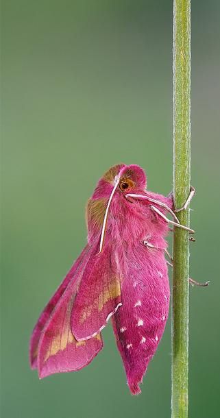 Naturepathway's tweet photo. Vibrant elephant hawkmoth clinging to a green stem. #MothMagic #NatureLover https://t.co/9CedOZ5wEl
