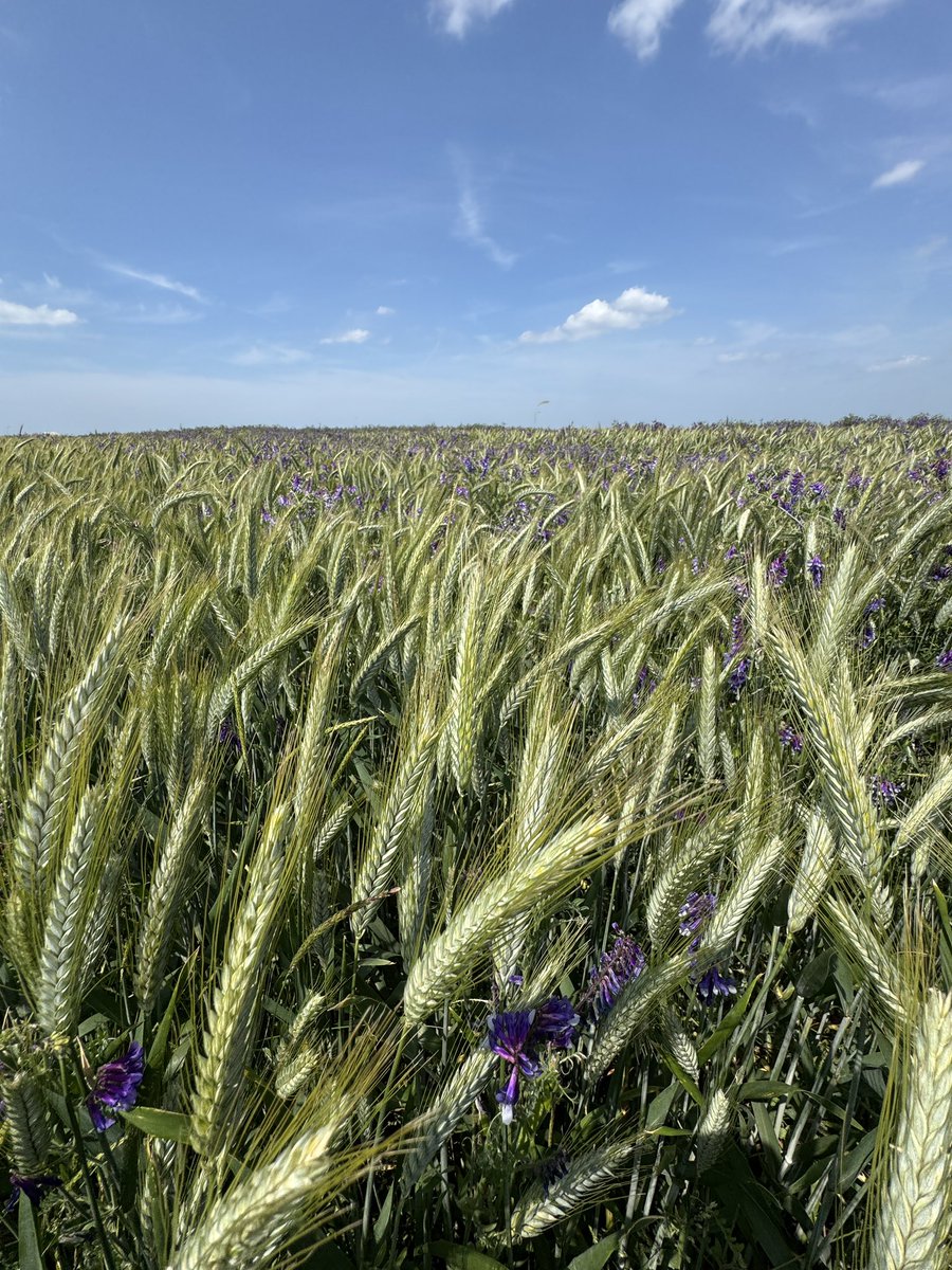 Triticale/vetch forage crop looking colourful. Looking forward to harvesting this #biogas