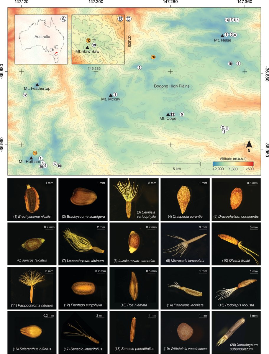 🌱 CHECK THIS OUT! Thermal germination niche: implications for seed-based restoration in climate-sensitive alpine environments 
👇
🔗loom.ly/LrIdEl4