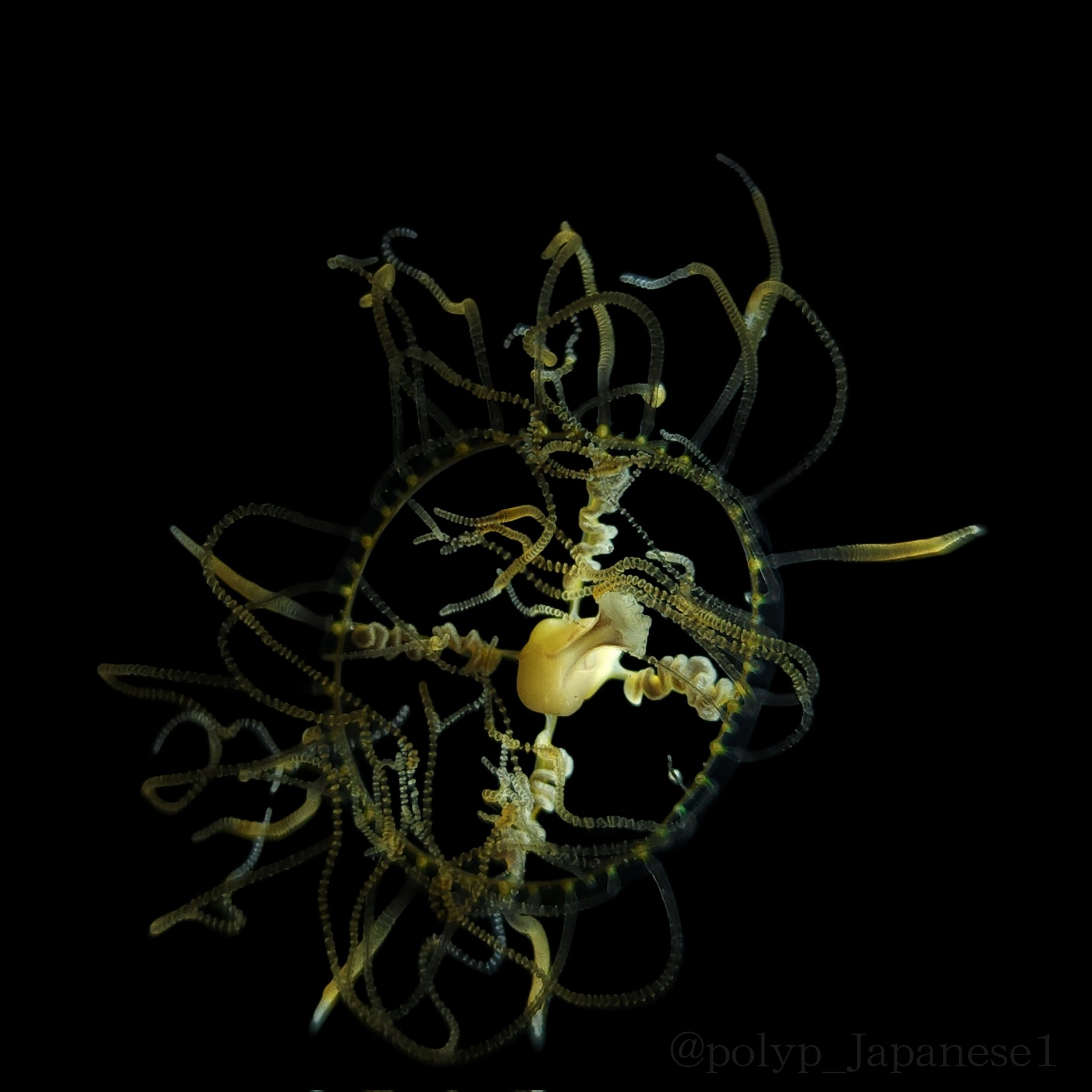 クラゲENGINE (@polyp_Japanese1) / X