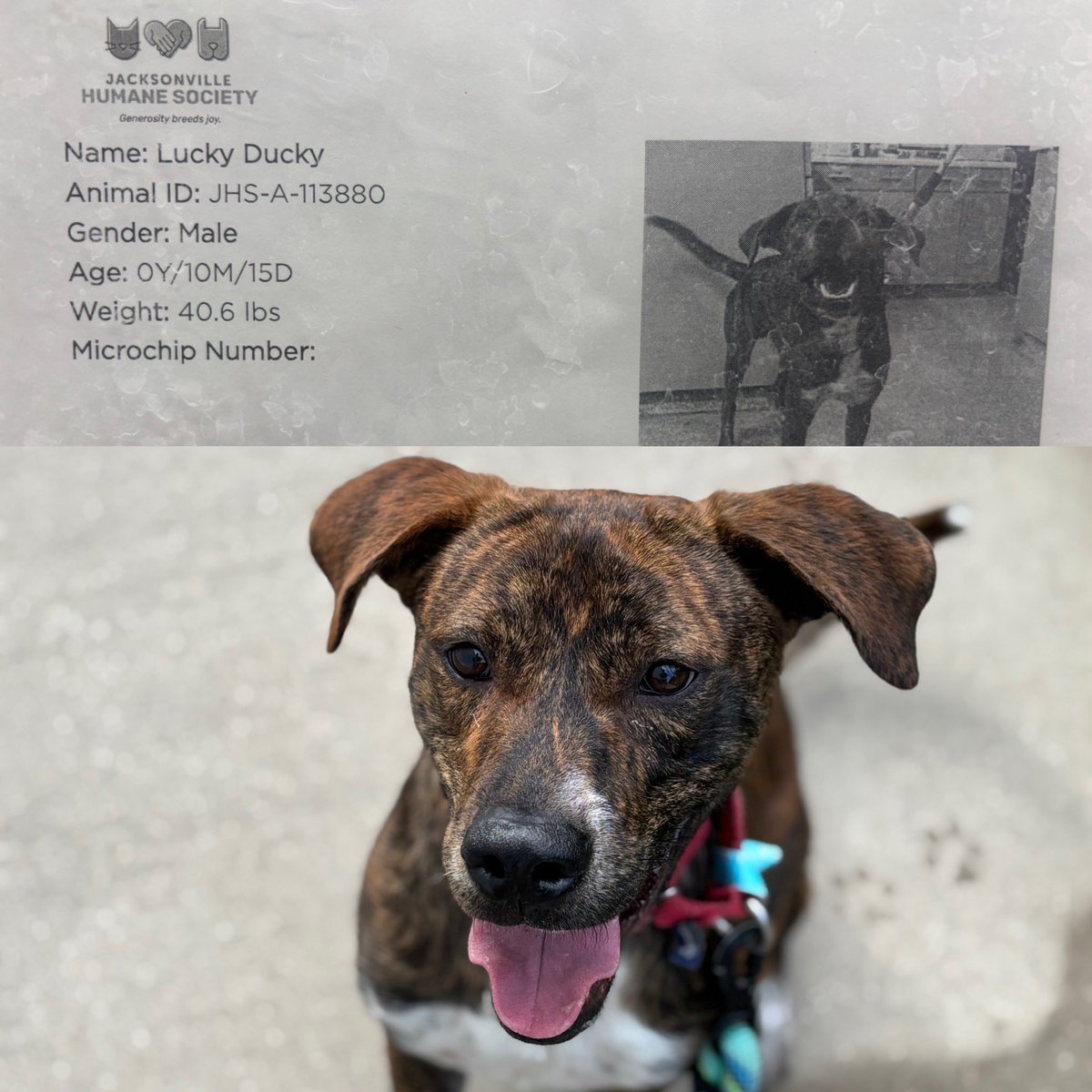 At the shelter this morning I was pleasantly surprised to see this guy. Asked him if he was familiar with <a href="/luckyduckytoons/">Lucky Ducky Toons 🦆</a> and he quacked at me. This dog is gonna make it.