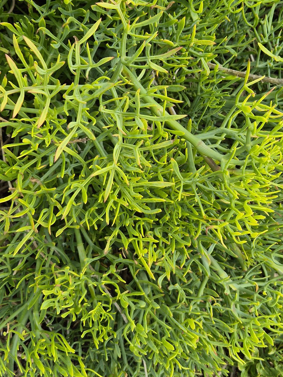 GeraldM64883070's tweet photo. Samphire Hoe, Euotunnel's nature reserve. Heard a skylark, spotted an orchid (😅) and... rock samphire obvs  #fingerpostfriday @SamphireHoe1997 #whitecliffsofDover #Kentcoast https://t.co/oOsgdStHRS