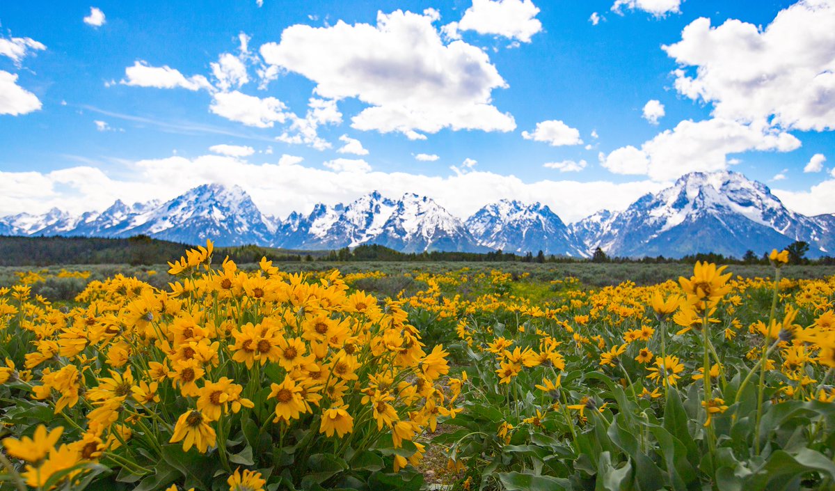 Friday feeling: wide open skies, arrowleaf balsamroot in bloom, and the Tetons standing tall. 

As summer nears, Grand Teton National Park bursts into color. It's a good reminder to pause, breathe deep and take in the beauty all around us. 

Photo by John Tobiason / NPS