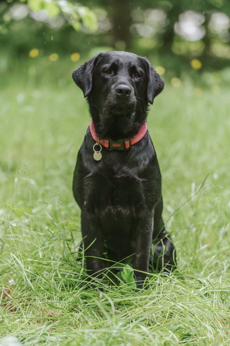 Rafiki is a Medical Detection Dog in training and he's full of energy and enthusiasm. He loves to please his trainer and his puppy socialiser and his tail wags as soon as he hears the magic 'good boy' and they reach for the treat reward bag.

medicaldetectiondogs.org.uk/maad-informati…

📸Evie Lewis