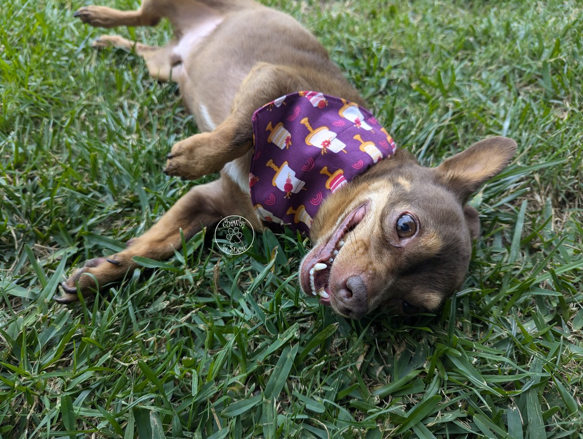 80sqween's tweet image. Happy #FridayThe13th !! We love our bandanas, bow tie, &amp;amp; hair bow from @BellaShihTzuAce  shop, blackpoolbella.com . We bought these items for ourselves &amp;amp; as gifts. The quality is great so don&apos;t forget it&apos;s 50% off. 
#dogs #dogsofx #DogsofTwitter #CatsonX #Snowby #ChewbySnow