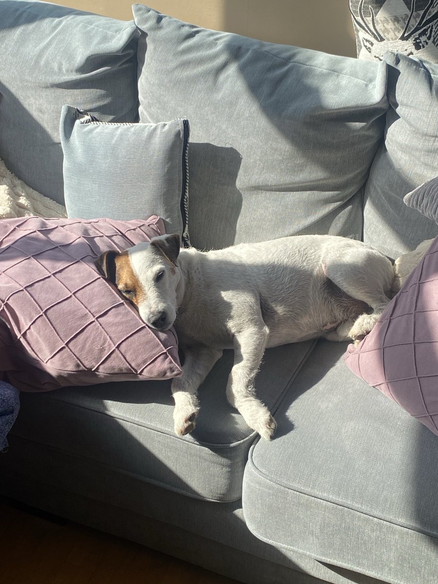 Zoe Price 🐝 🐶 🐔 tweet media