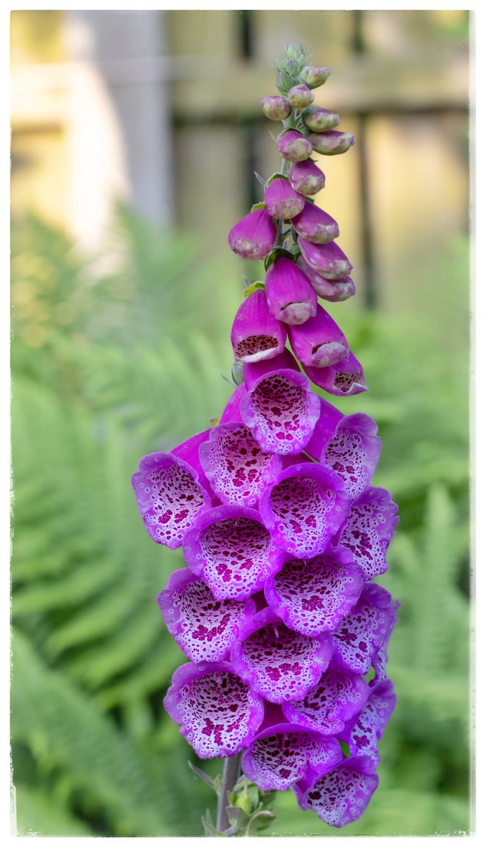 A beautiful foxy flower. @jknussen  <a href="/serudd1960/">Susan Rudd</a> <a href="/FrostlynneLynn/">Lynne Frost</a> <a href="/JCadd/">Julie Caddell</a> <a href="/GillMWilliams/">Gill Williams</a> <a href="/NuttyKnights/">Maria Knight</a> <a href="/5Naureen/">Naureen Khalid</a> <a href="/ShiresGirl/">Karen Weston 💙</a>