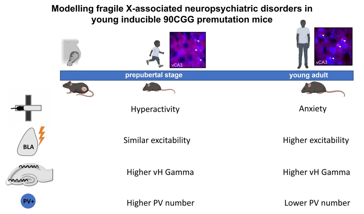 Çalışkan et al. develop a mouse model of fragile X-associated neuropsychiatric disorders by inducing 90CGG transgene expression in adolescence and young adulthood, and observe a temporal progression of premutation effects on behaviour. tinyurl.com/24v7tpce