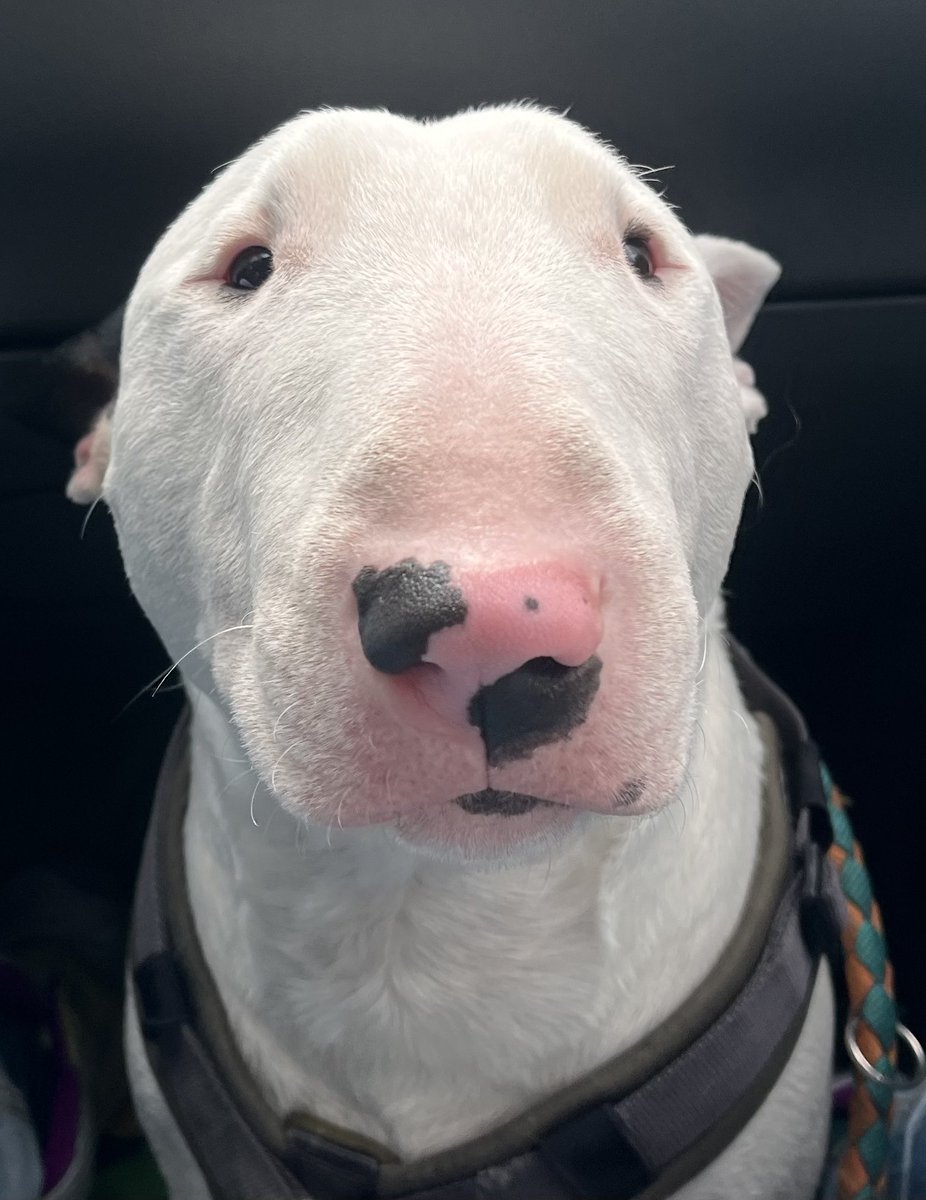 superduppachris's tweet photo. @DogLovers03 ✌️ https://t.co/zmAan0gWij