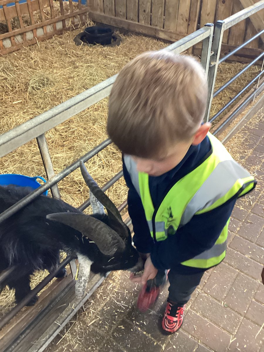 Last Thursday, Reception Owl and Reception Robin visited the farm. They fed the goats, sheep and ducks and even petted some animals too. Come back soon to see what Kingfisher and Wren class get up to on their visit.