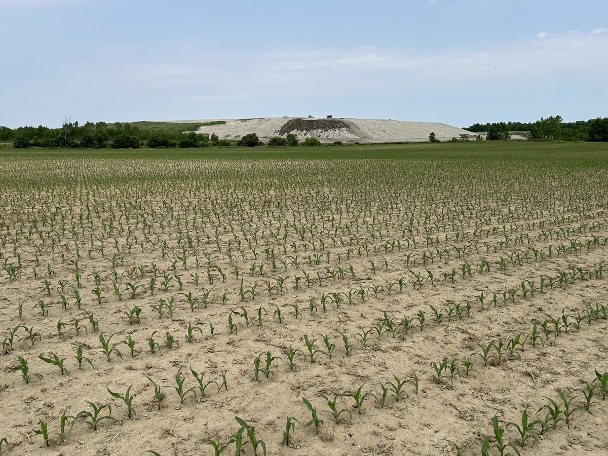 Ryan Benjamins (@ryanbenjamins) on Twitter photo Nice looking corn beside the Watford dump.  This is why I encourage dairy farmers to rotate in and out of alfalfa frequently.  Better corn with much less N applied! Nice looking corn beside the Watford dump.  This is why I encourage dairy farmers to rotate in and out of alfalfa frequently.  Better corn with much less N applied!