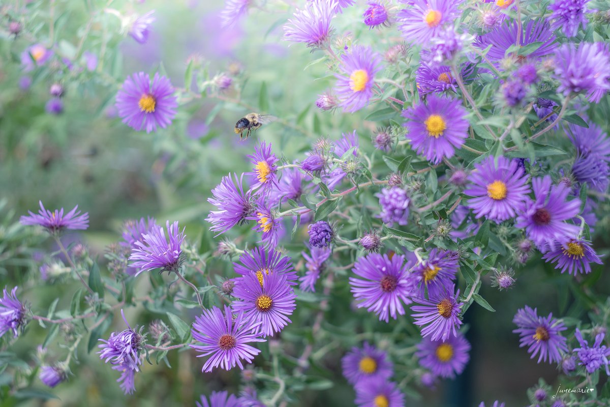 Happy #FlowersOnFriday