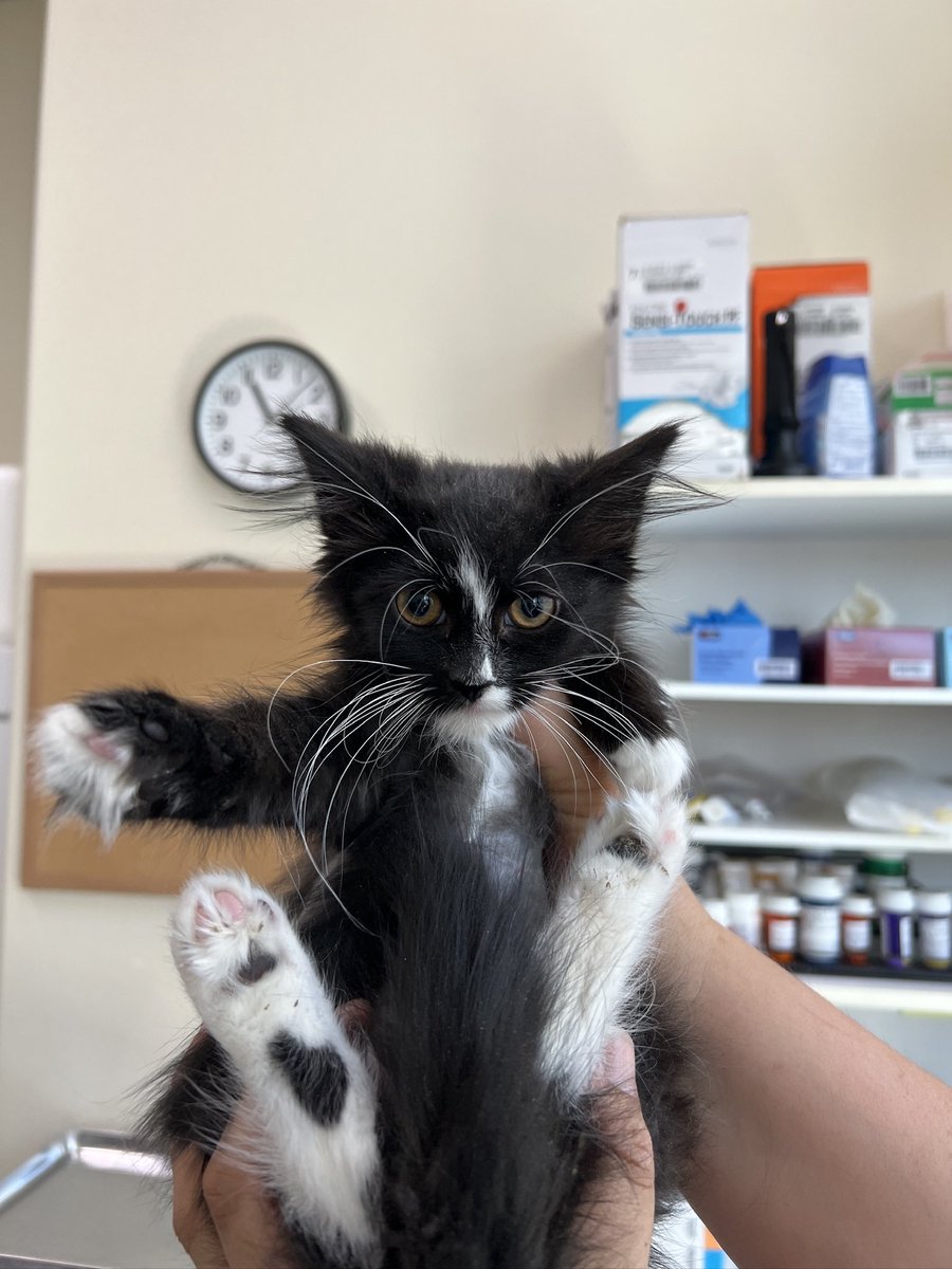 palnv1's tweet photo. Kittens, kittens, and more kittens! 

These are just some of our kittens we have available for adoption in the cafe. Visit us Thursday-Sunday, 12-6pm to come hang out with these cuties! https://t.co/VGzR2g3vaN