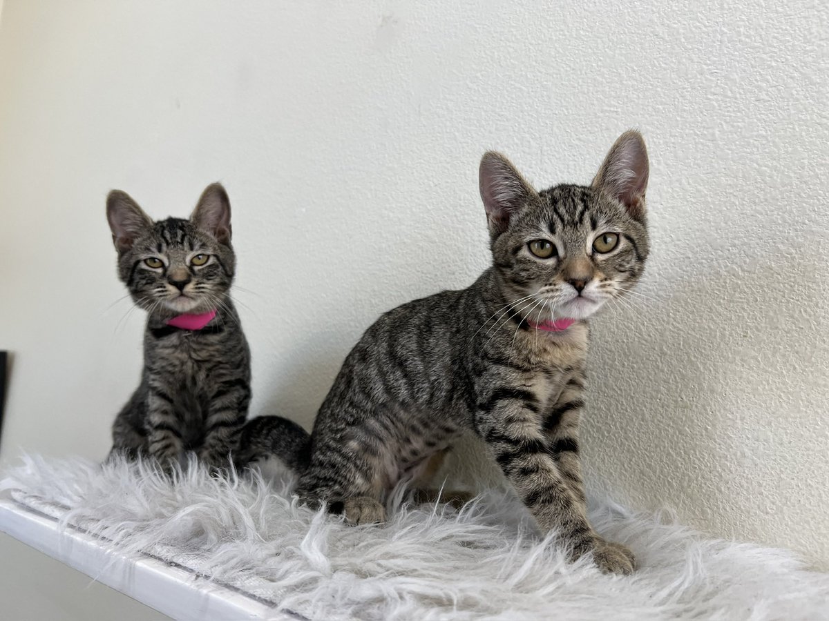 palnv1's tweet photo. Kittens, kittens, and more kittens! 

These are just some of our kittens we have available for adoption in the cafe. Visit us Thursday-Sunday, 12-6pm to come hang out with these cuties! https://t.co/VGzR2g3vaN