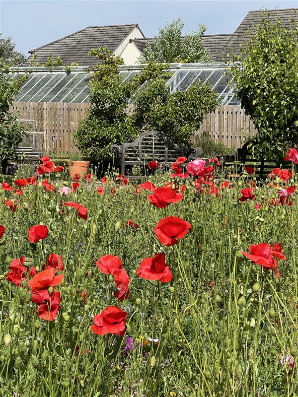 Our Victorian Walled Garden is a 🐝🐞🦋paradise! 

Just one of the many spaces that our students can relax in, observe wildlife and take in all that nature has to offer 💚