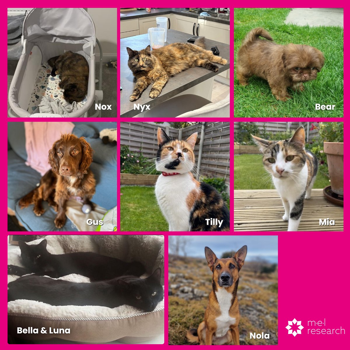 At M·E·L Research, every day is #BringYourDogToWorkDay 🐶🐱We’re celebrating Bring Your Dog To Work Day with pics of our furry co-workers (cats matter too!).

Who looks like the hardest worker and the biggest slacker?

#RemoteWork #TeamCulture #Dogs #Cats