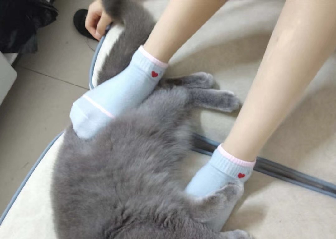 ning77520's tweet photo. 猫的待遇都比你好。
#情侣主 #女大学生 #反差 https://t.co/OUqXHPE0lY