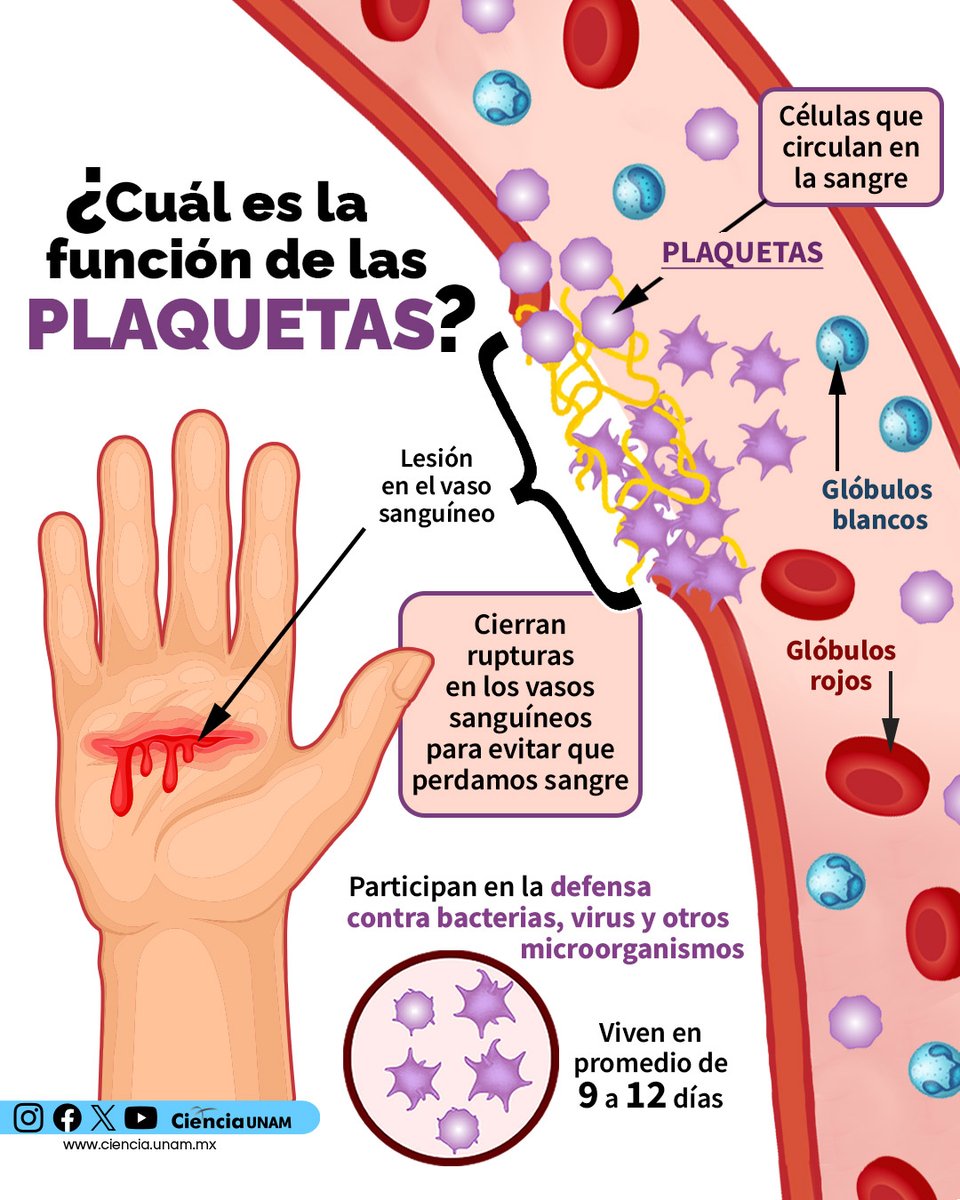 #Salud | Las #plaquetas son un componente muy importante de nuestra #sangre, hay un promedio de 150 a 450 mil por litro.
Aquí te contamos su función: bit.ly/4kgy1c3
Día Mundial del #DonantedeSangre