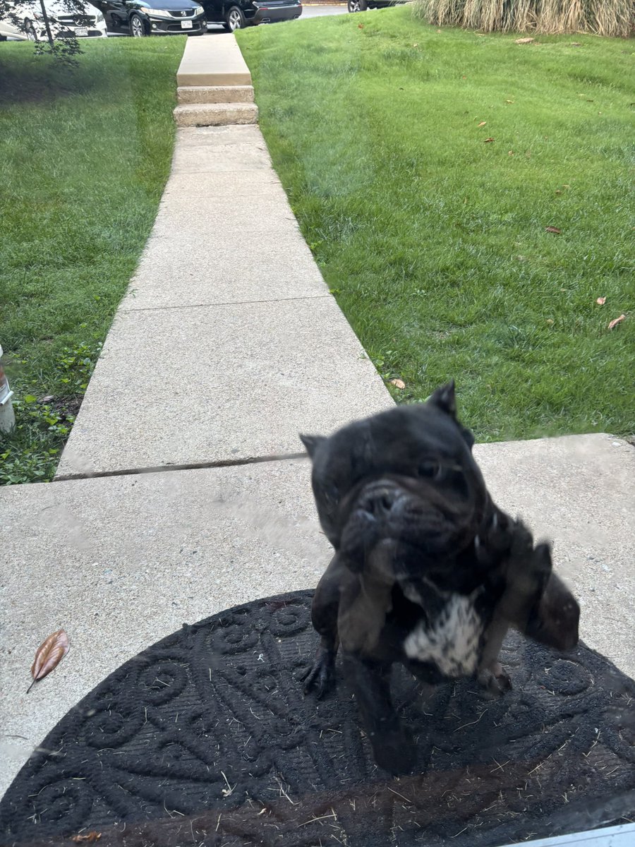 SplashyyDA's tweet image. Anybody in RVA want a dog? Moving and can’t take her wit me. Come w a crate , food leash n papers.