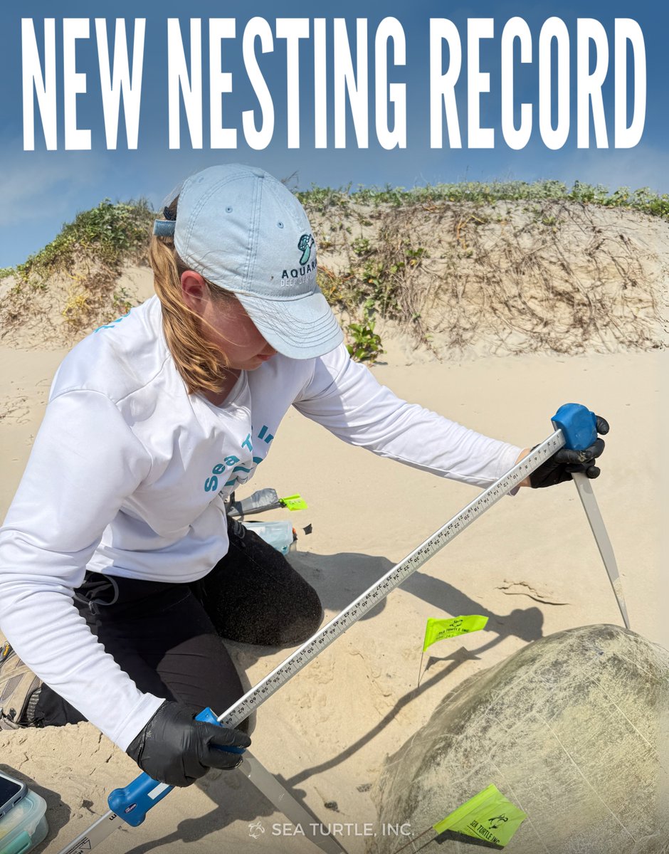 Making History: Nesting Season Breaks All Records!

Our 97th nest marks a new record for the most Kemp’s ridley nests in a single season, surpassing the 96 nests in 2022! And the best part? There are still more nests coming in!🐢💚