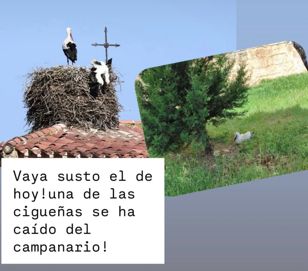 Quintanarraya's tweet image. 🚨 ¡Susto en el campanario!
Una de nuestras cigüeñas cayó pero por suerte ya está a salvo 🐦💚

Si ves un animal herido o muerto puedes llamar al 112 (Agentes Medioambientales)
#Quintanarraya #Cigüeñas