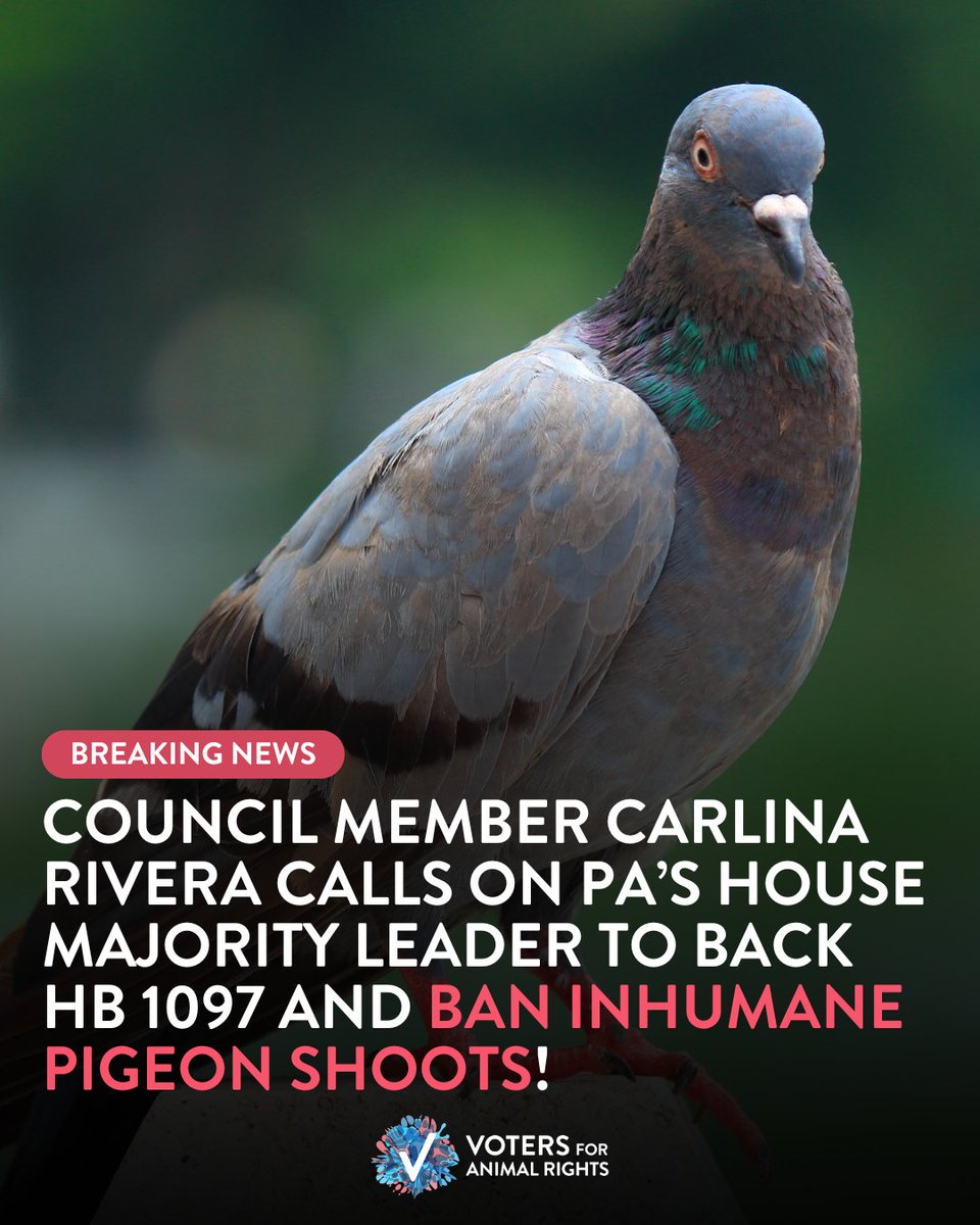 Voters For Animal Rights (@theanimalvoters) on Twitter photo Today is Pigeon Appreciation Day—and we’re sending a HUGE thank you to Council Member <a href="/CarlinaRivera/">Carlina Rivera</a> for doing exactly that: appreciating pigeons by protecting them. 🕊️💙
#PigeonAppreciationDay Today is Pigeon Appreciation Day—and we’re sending a HUGE thank you to Council Member <a href="/CarlinaRivera/">Carlina Rivera</a> for doing exactly that: appreciating pigeons by protecting them. 🕊️💙
#PigeonAppreciationDay