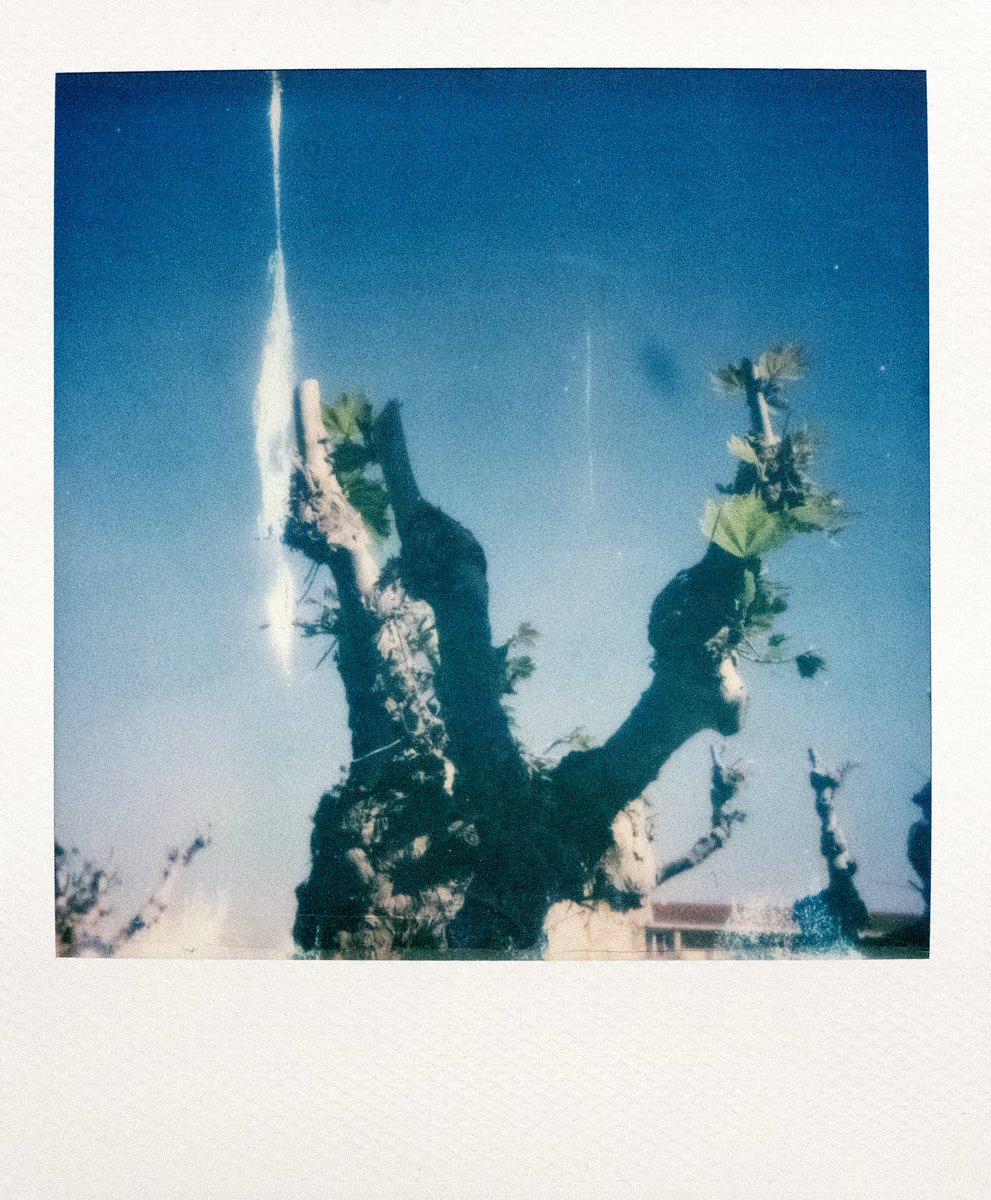 Evening polaroid, when the sky was blue, a rare blue sky day from spring 2025...This pic makes me feel very nostalgic, like it's from an ancien time.