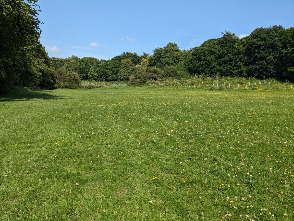 Lakes_Graham's tweet image. A beautiful day for a walk through a field of buttercups.