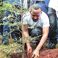 Hands that green a nation! Ethiopia’s #GreenLegacy plants seedlings for a sustainable future. Be part of it! #ClimateDiplomacy #PlantingOurPrint #GreenLegacy