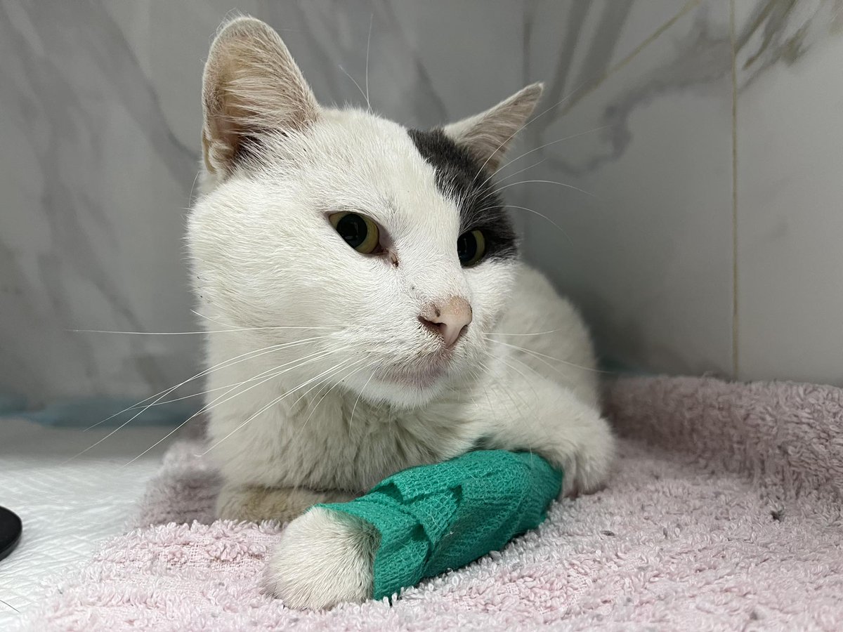 ROLDAOrg's tweet photo. Attacked by dogs and left to suffer, Odin was saved just in time by a ROLDA Hero 💔 Now, he’s recovering after urgent surgery, but his fight isn’t over yet.
💛 Get the full story on Patreon: https://t.co/LO2kwCKtFF
#ROLDARescue #rescuecat #streetcat https://t.co/QJn2tpSdpd