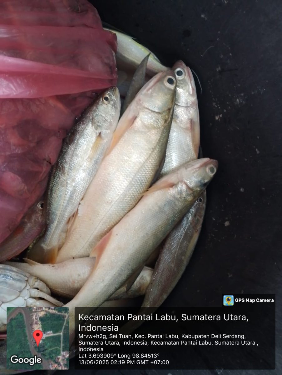 ELuhkan's tweet photo. Jum'at(13/06/2025), Eko Santoso-Luhkan Deli Serdang, KUB Ar-Jaya, TPI Bagan Serdang#produksi tangkap ; Ud Kelong 2kg, Ud Swallow 3kg, Ud Halus 5kg, Senangin 2kg, Lidah 4kg ; hargalelang#GiatLuhkanSatmingkalMedan#LuhLapor
#KabDeliSerdang
@bppsdm_bp3Medan
@pusluhkp
@bppsdm_kp https://t.co/IGeKGwC2ta