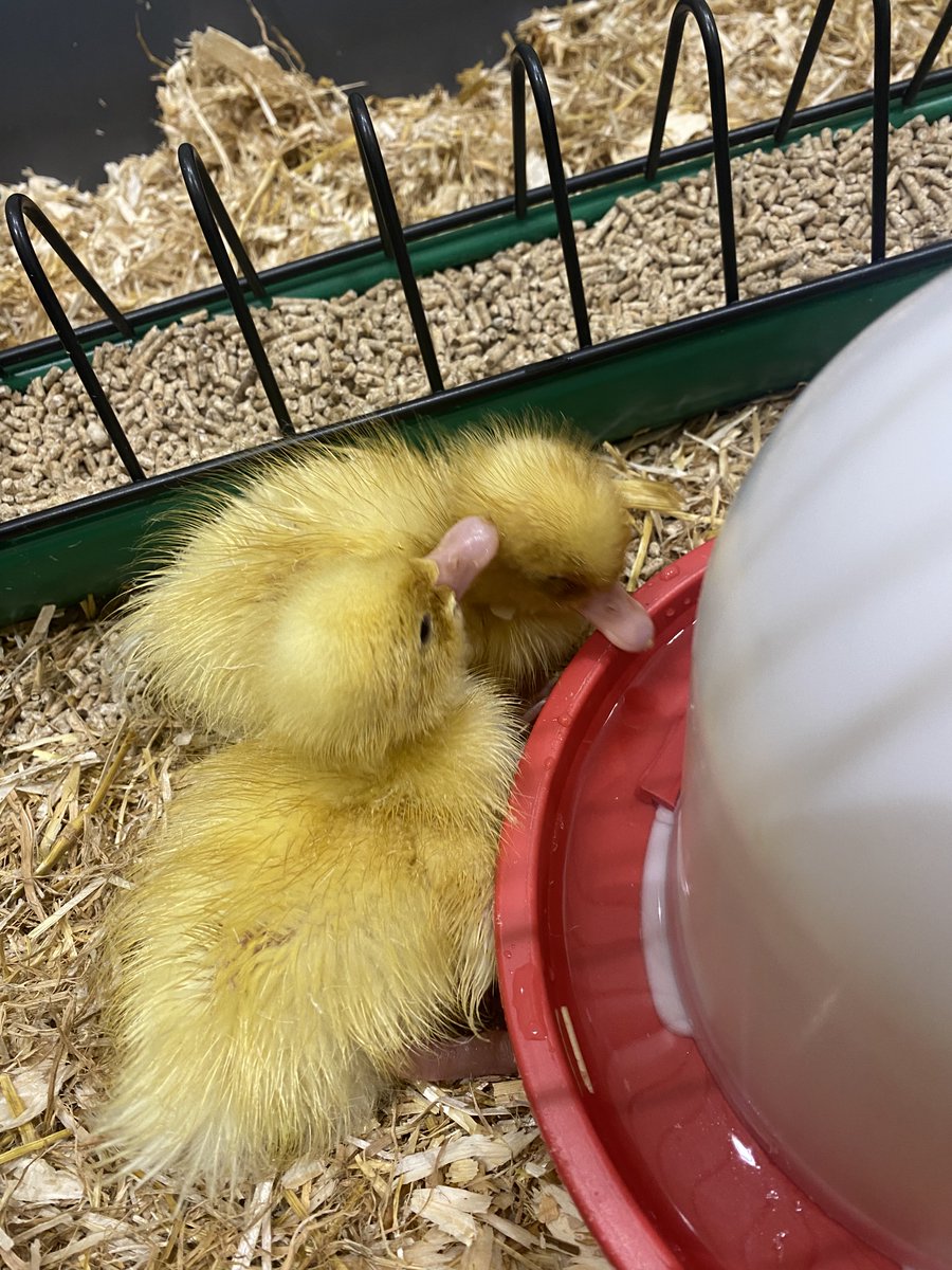 AVPA-Year 6 tweet media