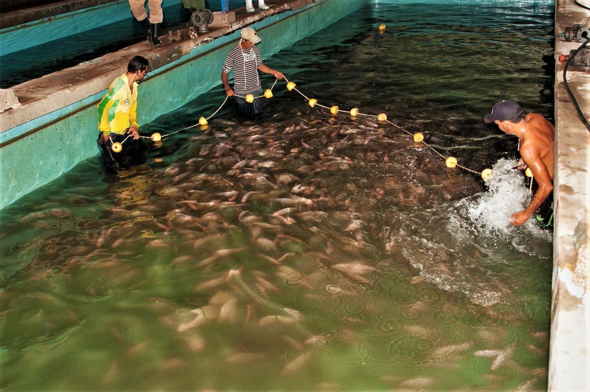 FAO Cuba (@faocuba) on Twitter photo El proyecto Conpescas Guacanayabo, implementado por el Centro de Investigaciones Pesqueras y <a href="/FAOCuba/">FAO Cuba</a> con financiamiento del <a href="/theGEF/">Global Environment Facility (GEF)</a> promueve uso de salinómetros en acuicultura marina y equipamiento para la higiene de los estanques de cría fao.org/cuba/noticias/… <a href="/minalcuba/">Ministerio de la Industria Alimentaria de Cuba</a> El proyecto Conpescas Guacanayabo, implementado por el Centro de Investigaciones Pesqueras y <a href="/FAOCuba/">FAO Cuba</a> con financiamiento del <a href="/theGEF/">Global Environment Facility (GEF)</a> promueve uso de salinómetros en acuicultura marina y equipamiento para la higiene de los estanques de cría fao.org/cuba/noticias/… <a href="/minalcuba/">Ministerio de la Industria Alimentaria de Cuba</a>