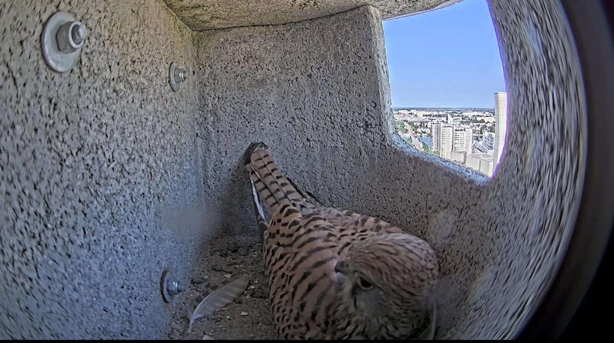 UN Vienna (@un_vienna) on Twitter photo Once again kestrels have chosen #UNVienna nesting boxes as their high-rise homes. 😃
The eggs have been laid and hatching should occur any day.
Check out how they are doing with our 24/7 live cam without disturbing the birds - unis.unvienna.org/unis/en/newsfe…
<a href="/Stadt_Wien/">Stadt Wien</a> <a href="/UNEP/">UN Environment Programme</a> Once again kestrels have chosen #UNVienna nesting boxes as their high-rise homes. 😃
The eggs have been laid and hatching should occur any day.
Check out how they are doing with our 24/7 live cam without disturbing the birds - unis.unvienna.org/unis/en/newsfe…
<a href="/Stadt_Wien/">Stadt Wien</a> <a href="/UNEP/">UN Environment Programme</a>