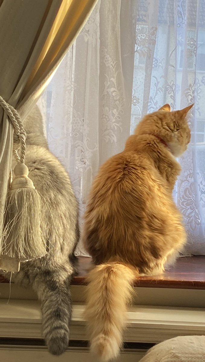 Today we think of our dear furriend as we complete our #HedgewatchForAlfie ❤️ Take your place amongst furriends old and new as you watch those heavenly hedges together 🌈🌳❤️ Sending much love to Alfie’s family ❤️❤️🐾🐾 #Hedgewatch  #CatsAreFamily