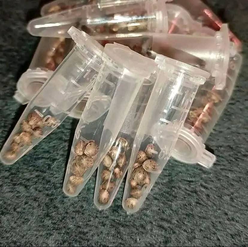 championcann's tweet image. Giveaway Giveaway Giveaway Giveaway 🌱
The Dark cloud OG seeds is now available for all starters.  Like, repost, comments and follow 1 pack each. Just comment and get yours