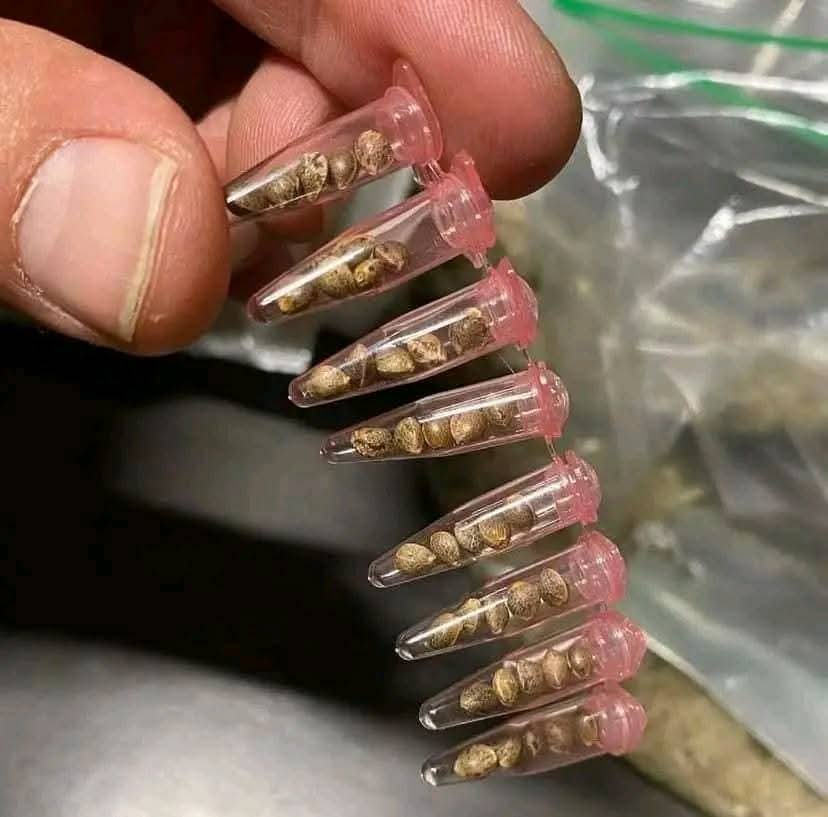 championcann's tweet image. Giveaway Giveaway Giveaway Giveaway 🌱
The Dark cloud OG seeds is now available for all starters.  Like, repost, comments and follow 1 pack each. Just comment and get yours