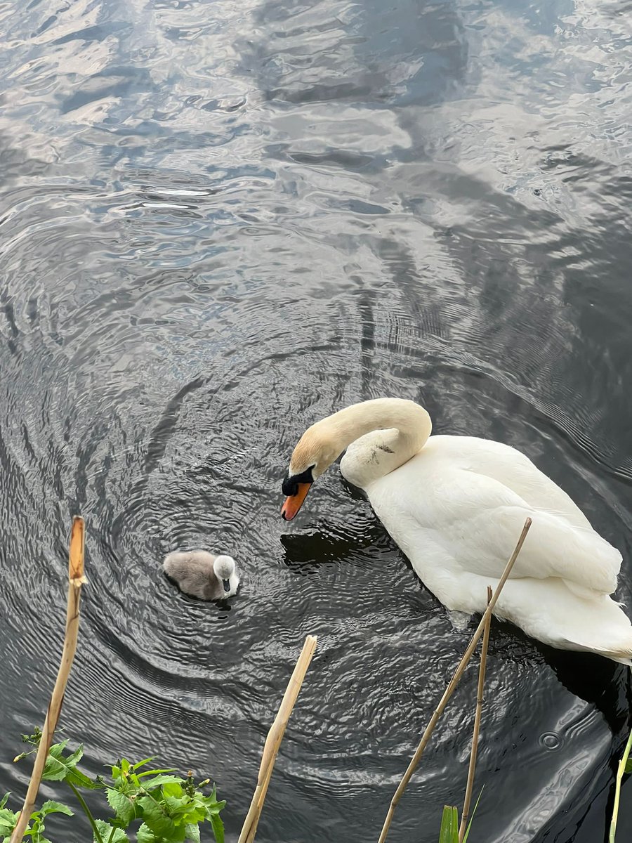 RamQuarter's tweet image. Some egg-cellent news – after being rescued from a flood by the local community, a cygnet has hatched at Ram Quarter! Why not come and say hello if you're in the area 🦢 #londonwildlife #wandsworth #swans