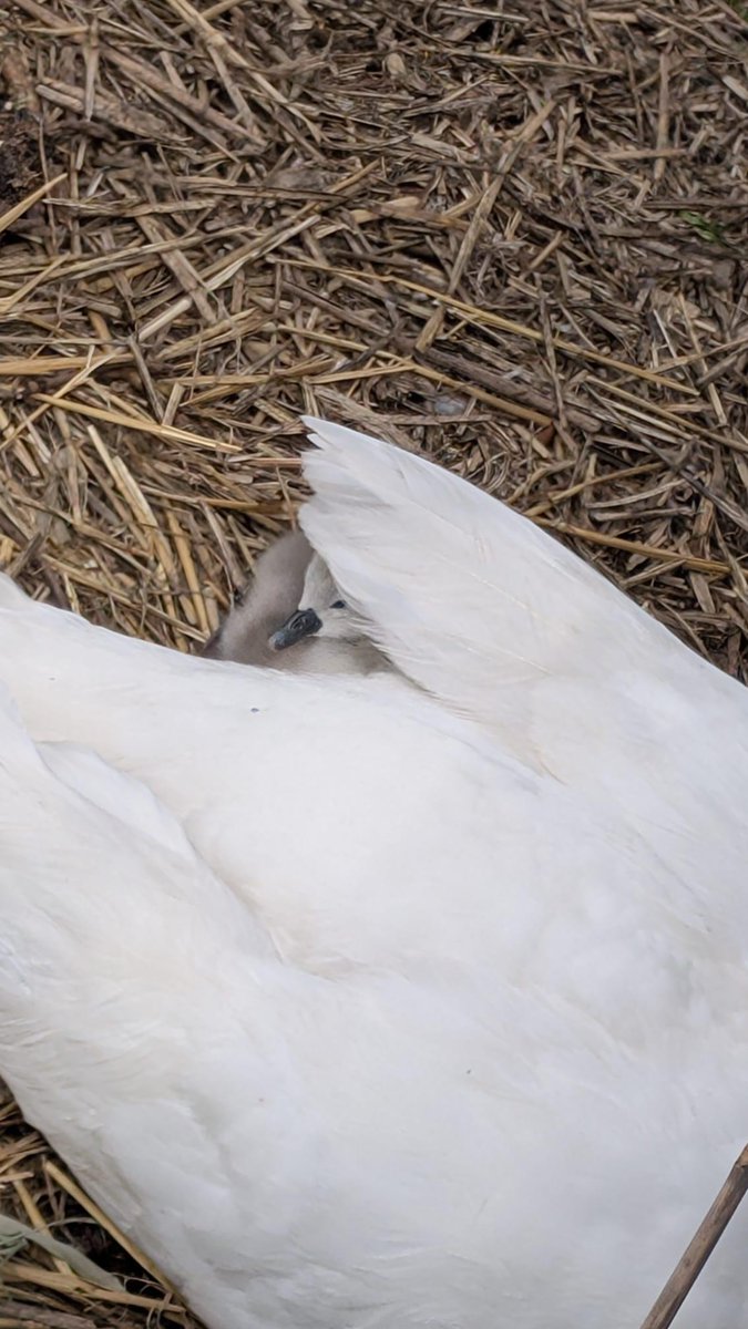 RamQuarter's tweet image. Some egg-cellent news – after being rescued from a flood by the local community, a cygnet has hatched at Ram Quarter! Why not come and say hello if you're in the area 🦢 #londonwildlife #wandsworth #swans