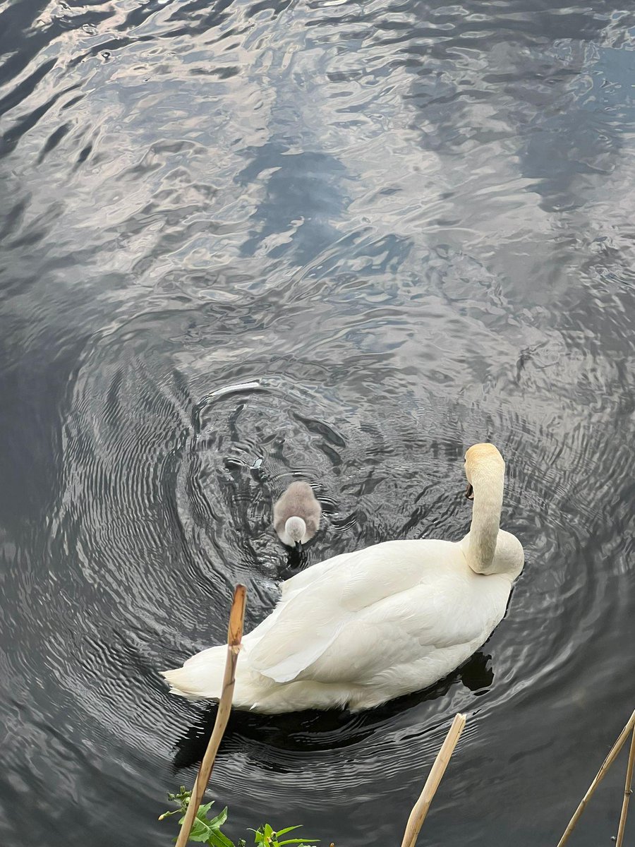 RamQuarter's tweet image. Some egg-cellent news – after being rescued from a flood by the local community, a cygnet has hatched at Ram Quarter! Why not come and say hello if you're in the area 🦢 #londonwildlife #wandsworth #swans