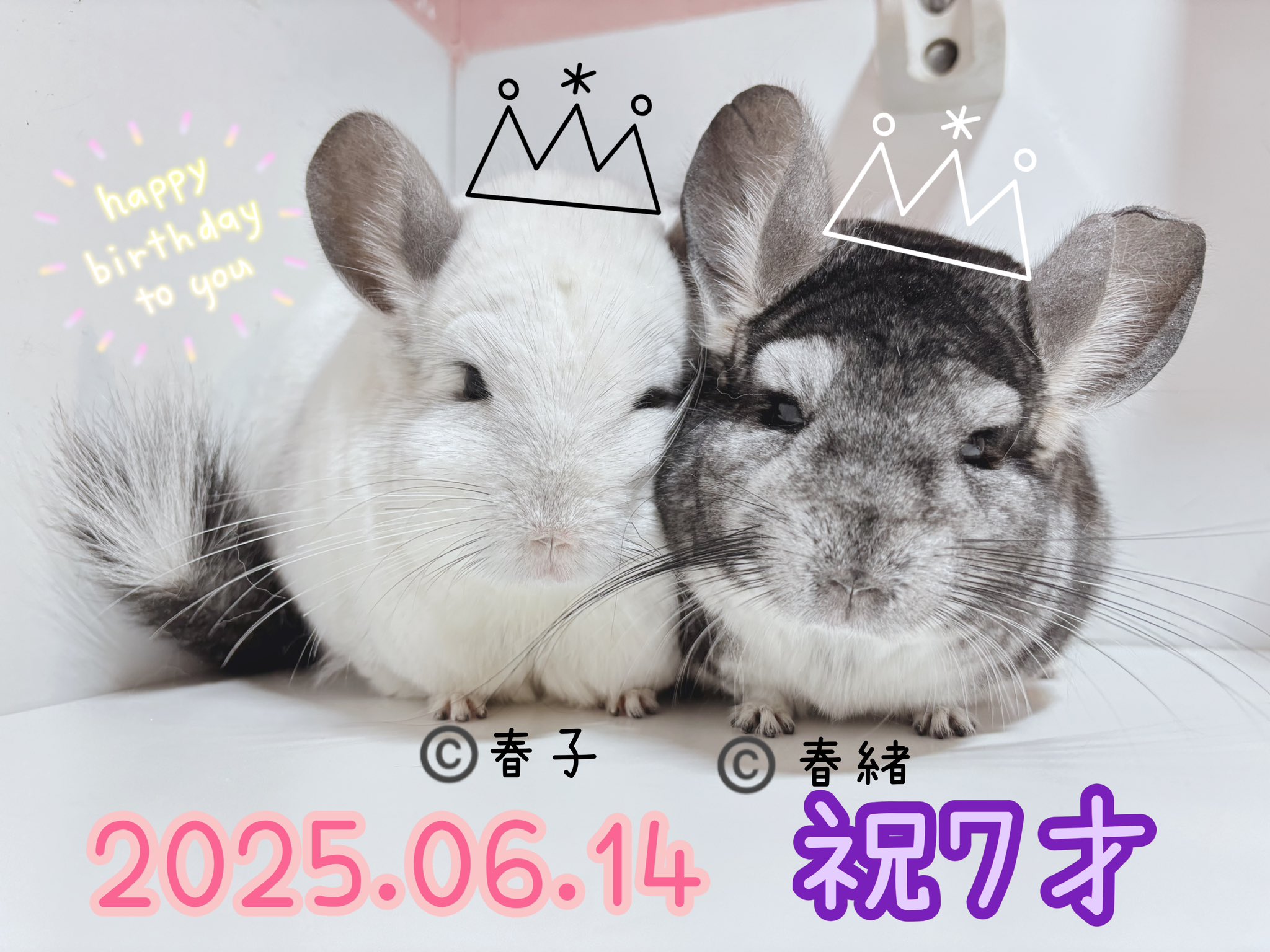 Royal Chinchilla（ロイヤルチンチラ） (@ChinchillaRoyal) / X