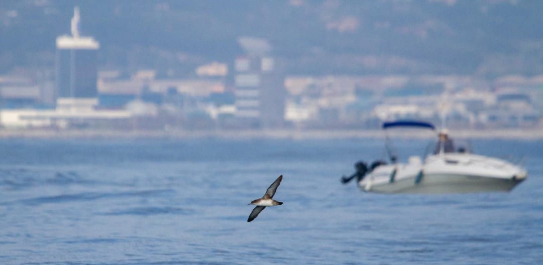 darfau7's tweet image. Som a Santa Pola amb el Scientific Angler Tagging Tour per apropar el món de les aus marines al sector de la pesca recreativa! #MARAVES #ProgramaPleamar #FEMPA @FBiodiversidad @SEO_BirdLife
