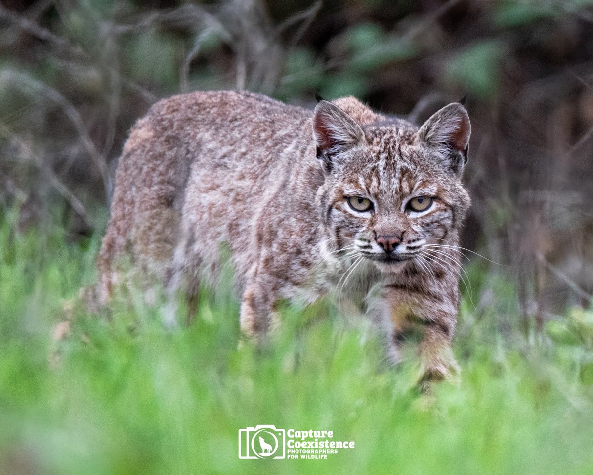 This weekend is #NaturePhotographyDay 📸—and this bobcat knows how to strike a pose!

How will you be celebrating? We hope you'll take a moment to appreciate the wild beings we share the land with.

📸 Soren Goldsmith, #CaptureCoexistence