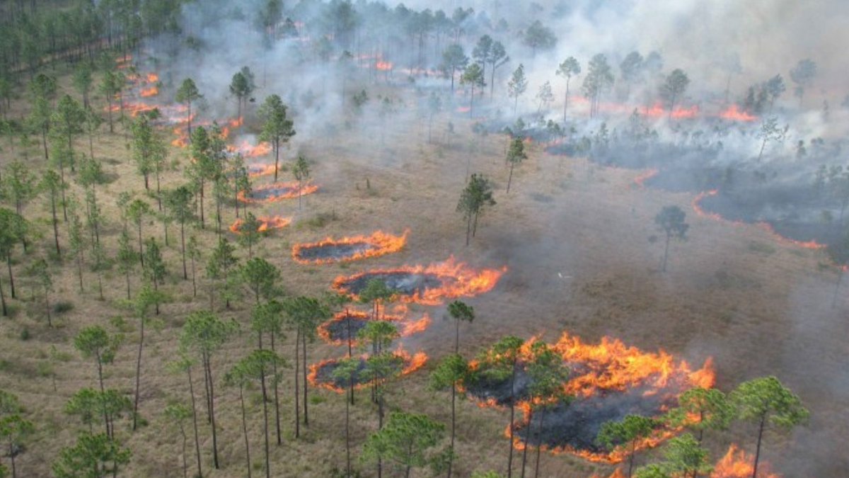 🔥 Building Fire Resilience in the Southeast 🔥

SE CASC funded research help managers apply controlled burns effectively, reducing fuel loads and lowering wildfire risks year-round. 

Read more: loom.ly/DfWWVek

#Wildfires #PrescribedFire #CASCFunded