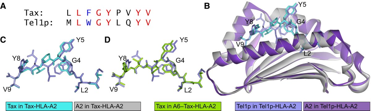 SaligramaLab's tweet photo. continuing on #TCR #crossreactivity "how structural diversity can be presented to and accommodated by receptors of the immune system" #Bakerlab https://t.co/ib3Nz3VMGK https://t.co/gPCLCRQDV8